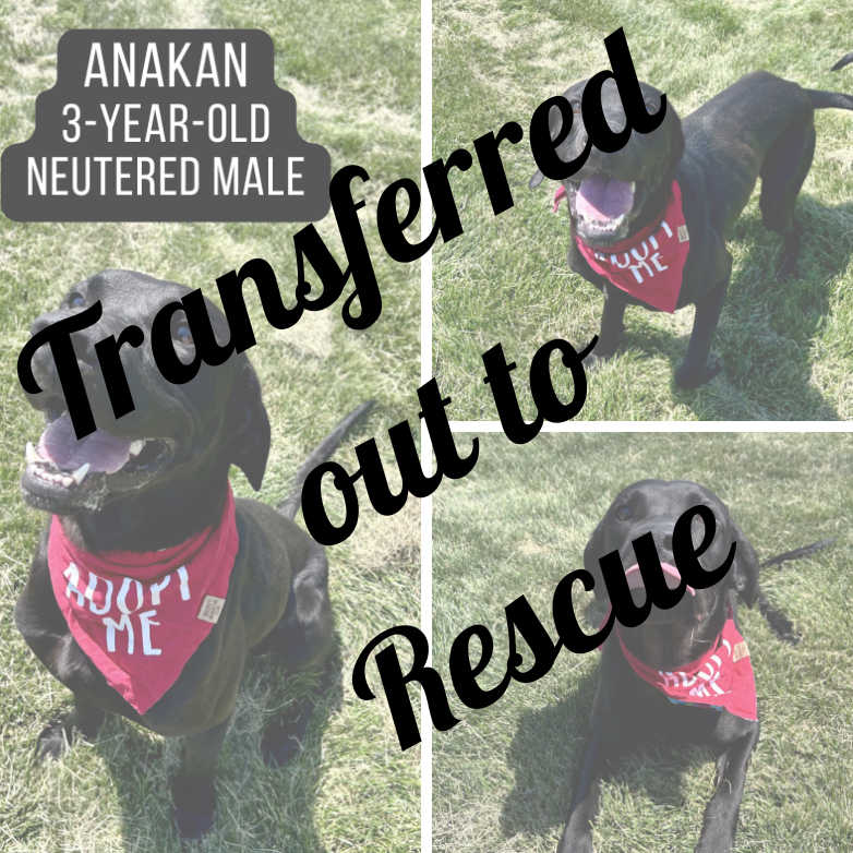 Anikan - Transferred out to Rescue